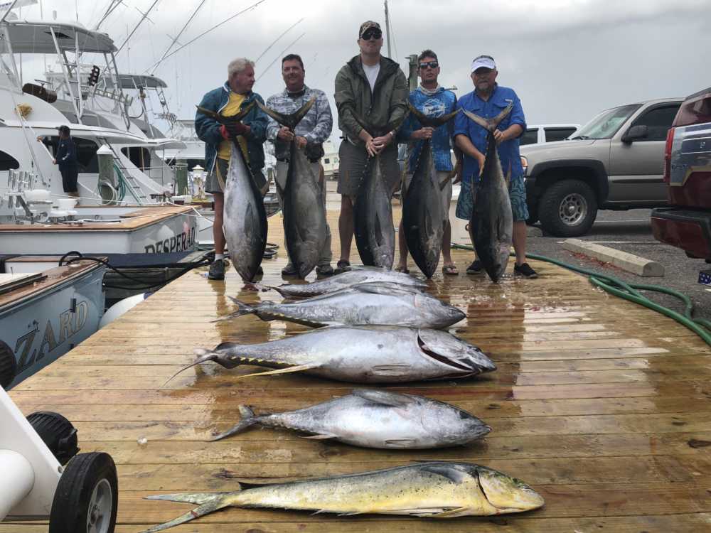 Big Yellowfins!!!!